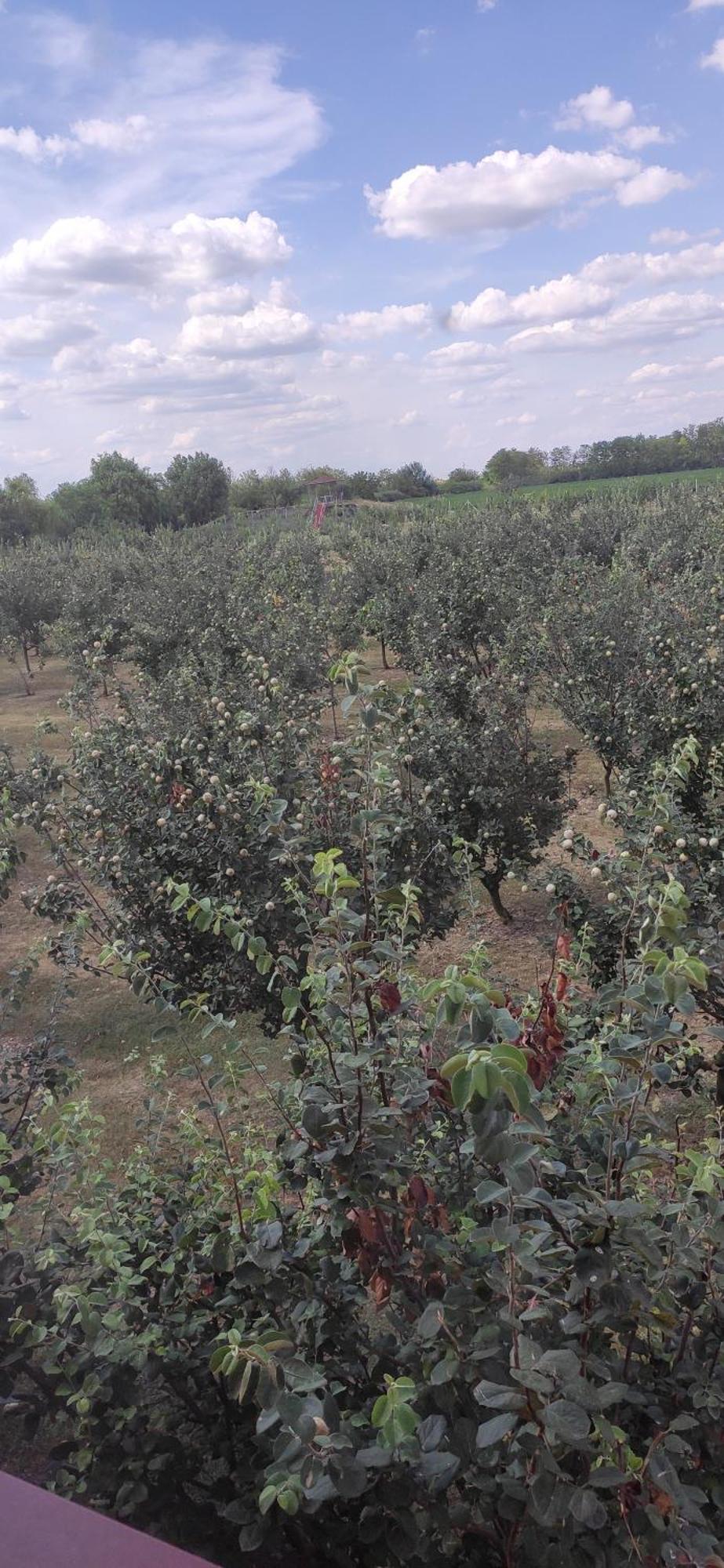 Salas Farma 47-Miris Dunja Cenej Exterior photo